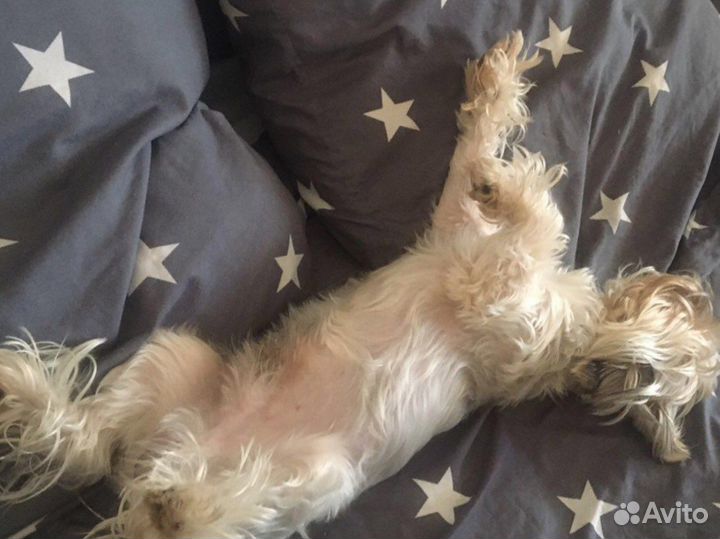 Йоркширский терьер Вязка