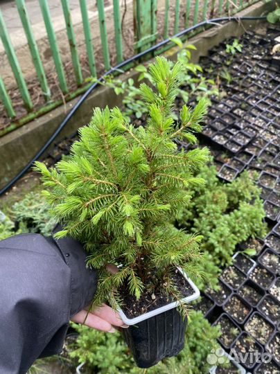 Ель канадская коника