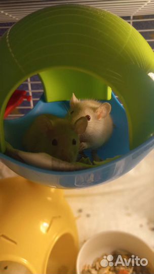 Передержка мелких животных