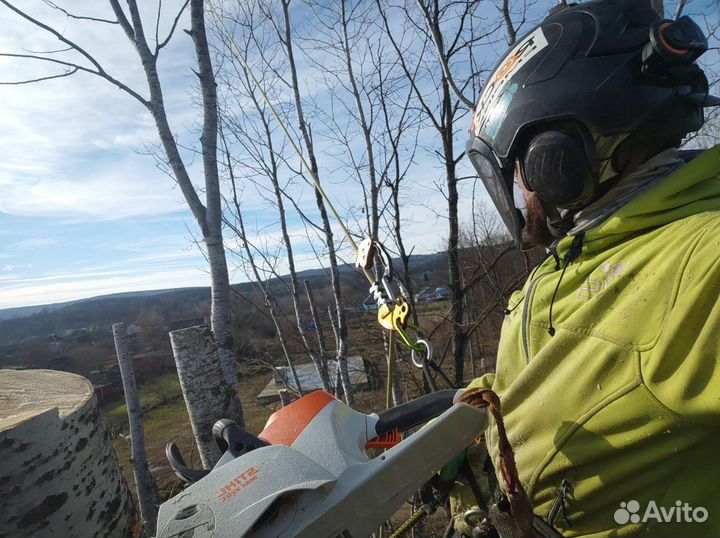 Спил деревьев