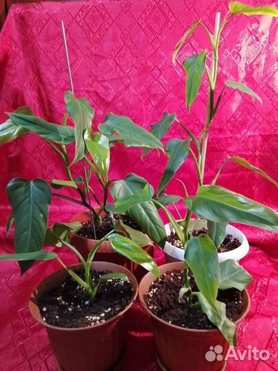 Филодендроны Лазящие