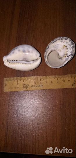 Морские ракушки раковины