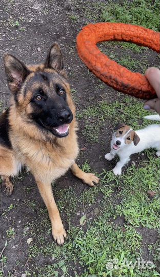 Передержка домашних животных