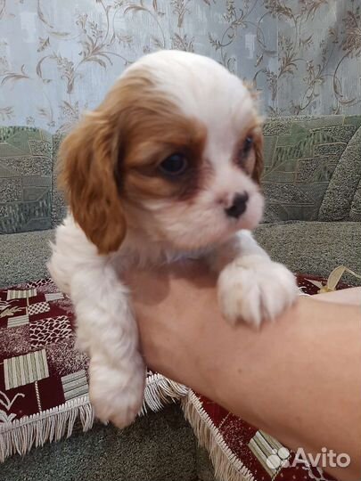 Кинг чарльз спаниель кавалеры