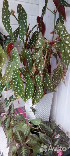 Бегония Макулата