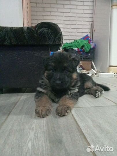 Собака немецкая овчарка