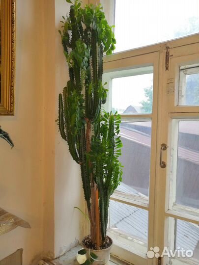 Молочай, эуфорбия