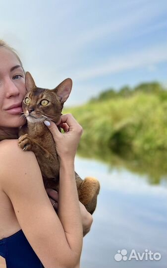 Вязка с Абиссинским котом Чемпионом