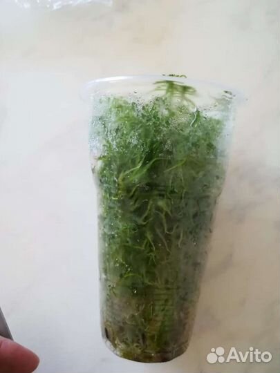 Мох сфагнум живой