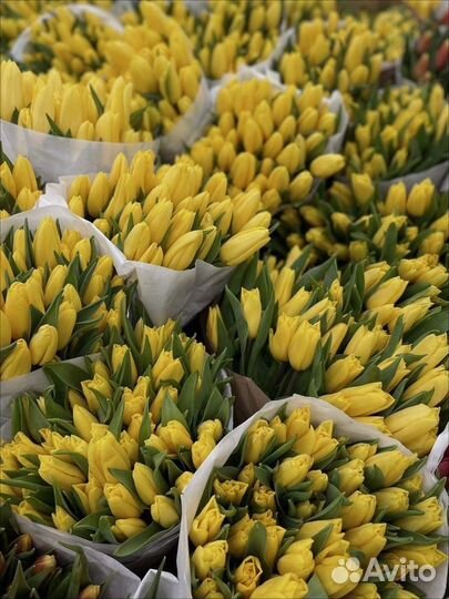 Тюльпаны к 8 марта