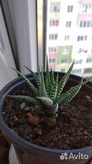 Седум дасифиллюм, Хаворти и др, суккуленты