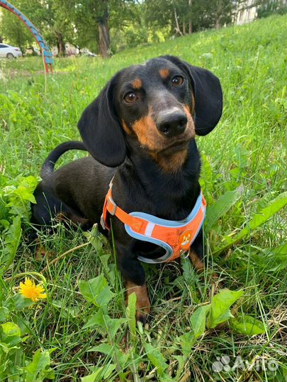 Вязка такса