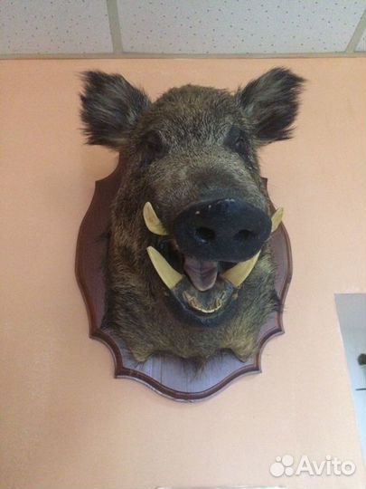 Кабан чучело