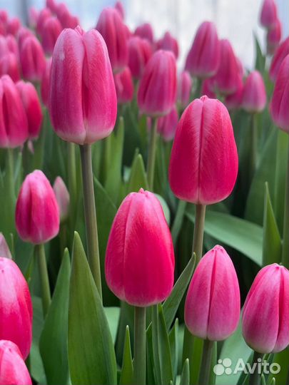 Тюльпаны букет с доставкой