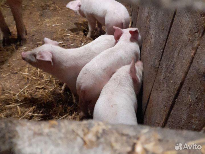 Поросята