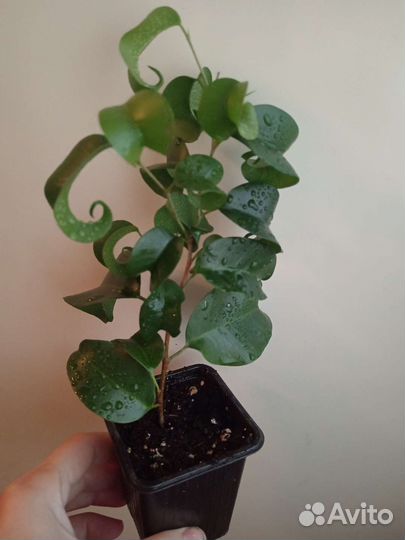 Фикус Букле