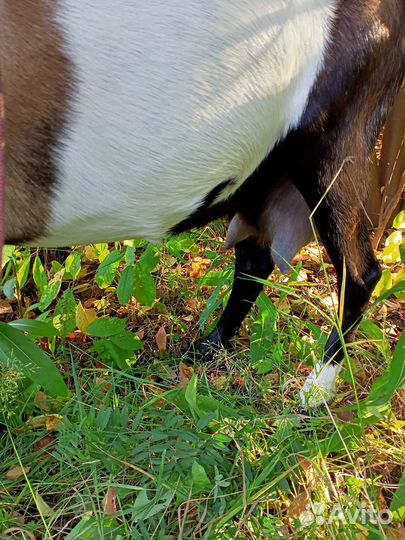 Дойные нубийские козы