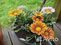 Катарантус, гацания, традесканция, хвостик