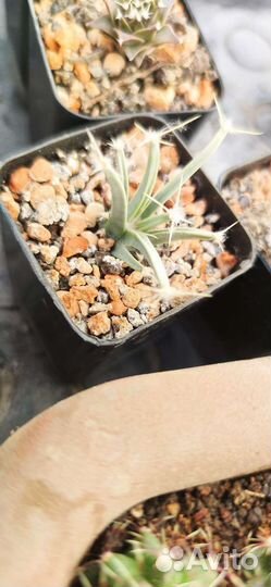 Лехтенбергия. Семена и растения