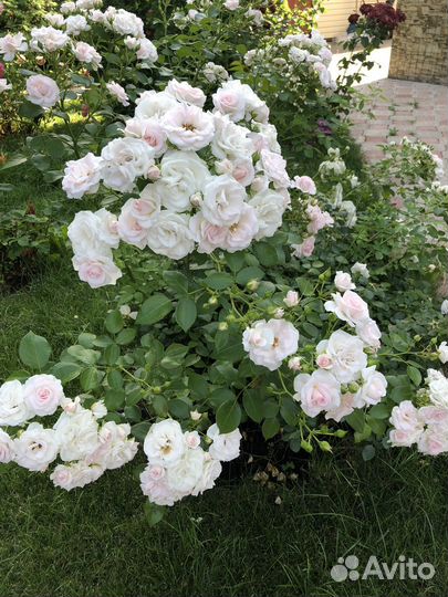 Розы корнесобственные