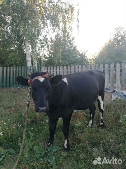 Телка 1.5 года