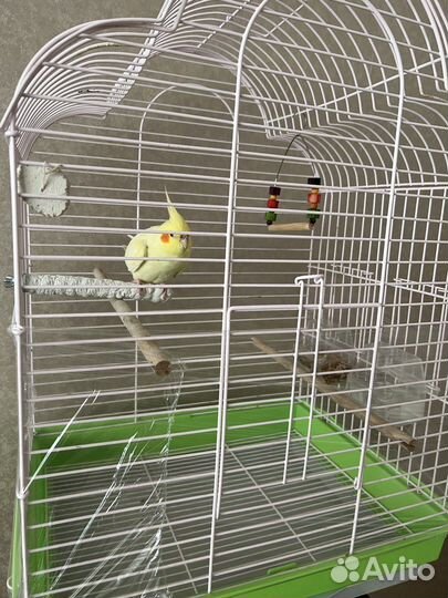 Клетка для попугая