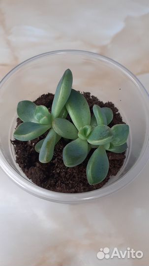 Суккуленты Граптопеталум Парагвайский