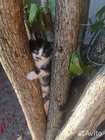 Котята отдам в добрые руки бесплатно