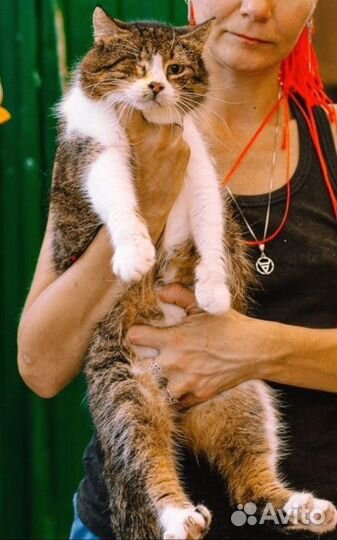 Кот в добрые руки