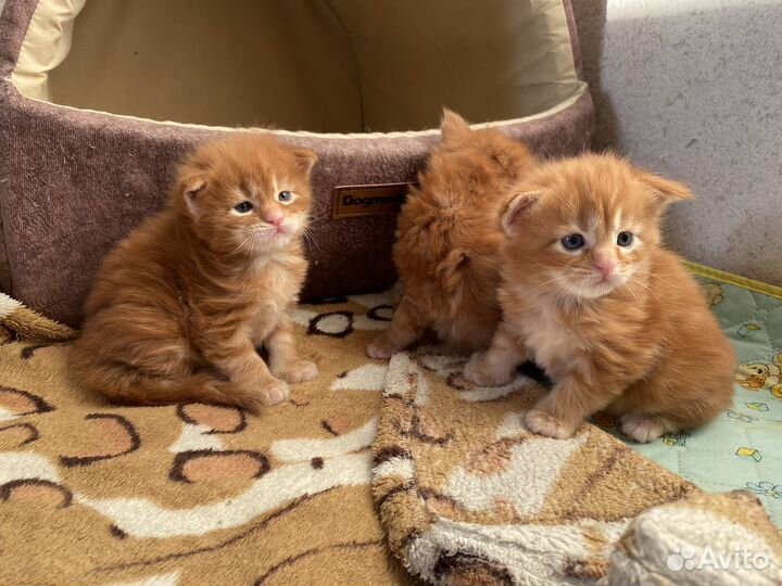 Котята мейн-кун