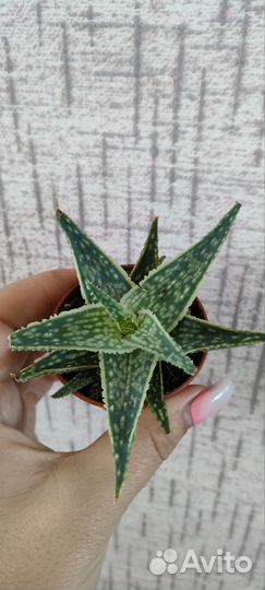 Суккуленты