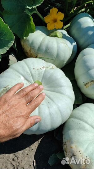 Тыква самсон