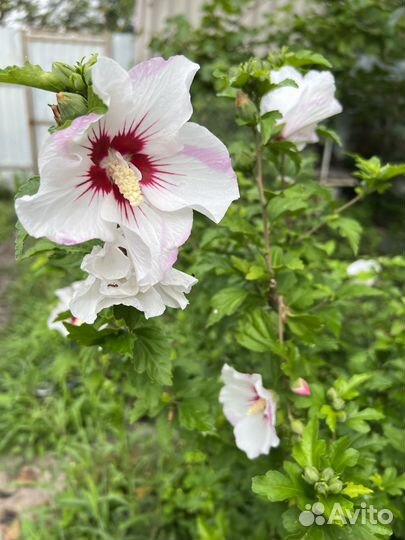 Гибискус садовый