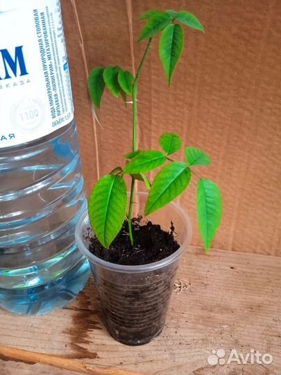 Роза бенгальская