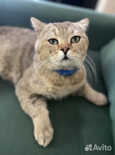 Вязка шотландский котик