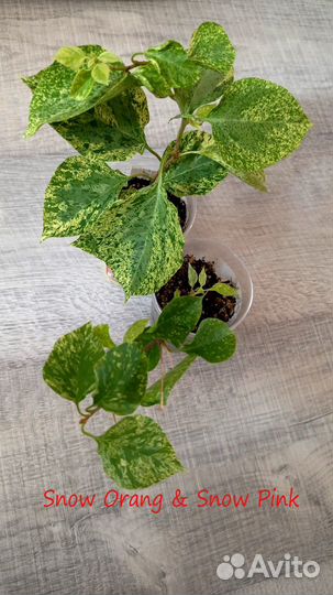 Бугенвиллии