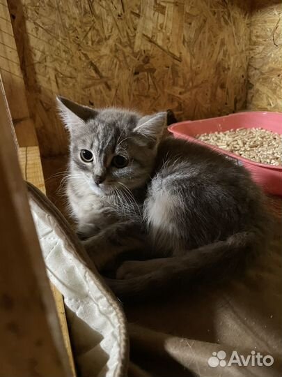 Котенок Кисо