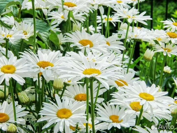 Многолетние цветы