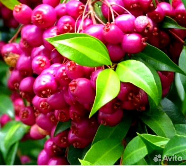 Комнатные Плодовые Растения