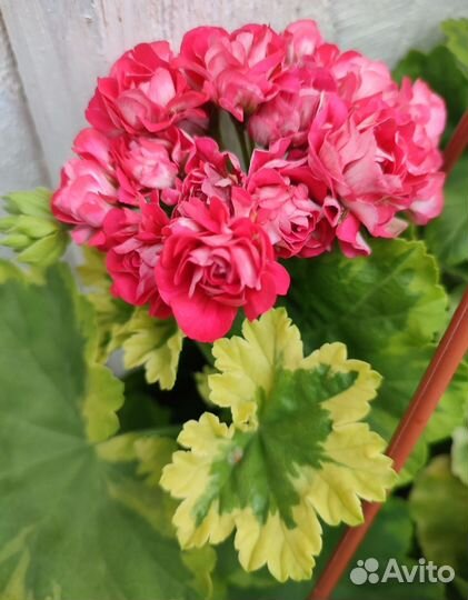 Пеларгония герань #1