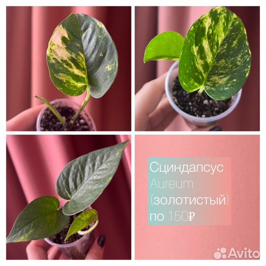 Сциндапсусы Эпипремнумы