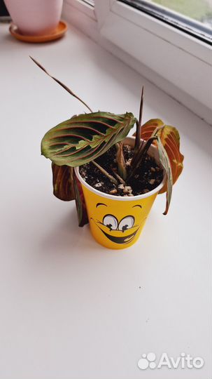 Маранта триколор