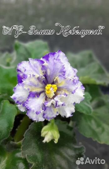 Фиалки (детки)