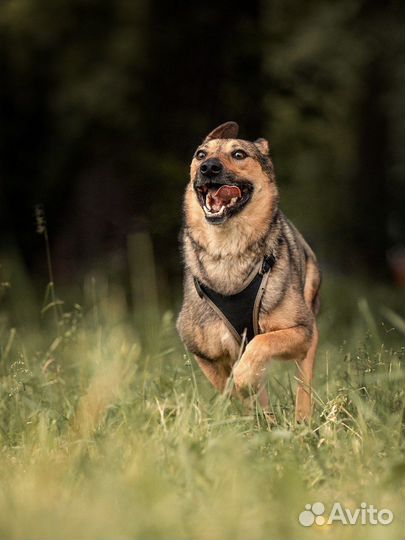 Собака в добрые руки бесплатно