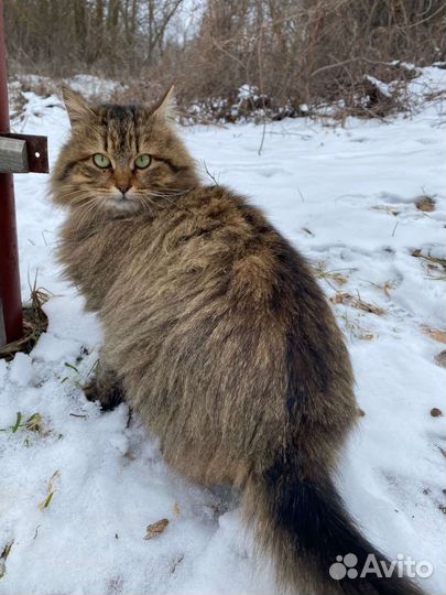 Кошка на турбазе 