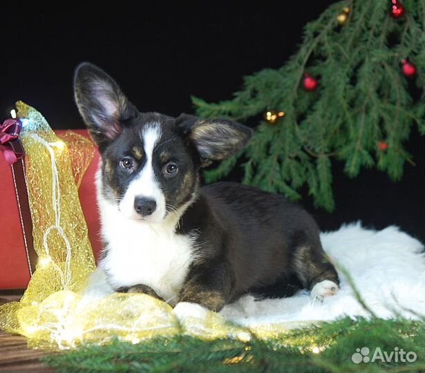 Щенки Вельш-Корги Кардиган РКФ