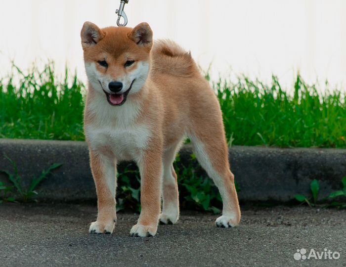 Щенок девочка сиба ину из питомника (РКФ)