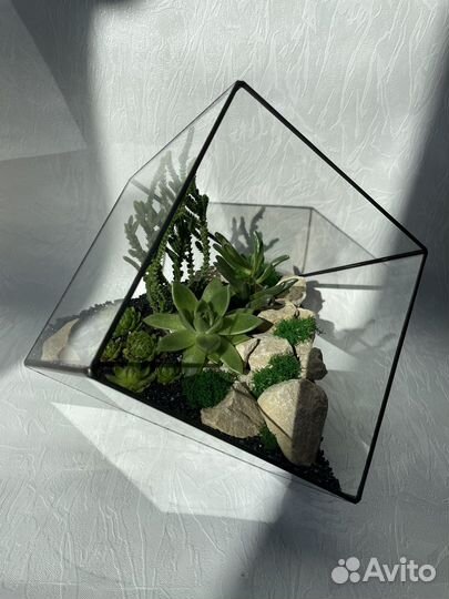 Флорариум, комнатные растения, цветы