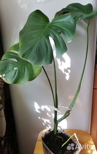 Фикус Бенжамина, Монстера,сциндапсус,филодендрон