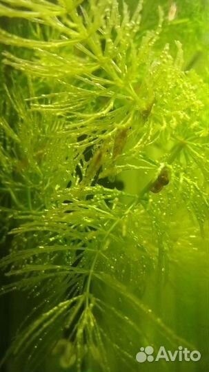 Креветки серые